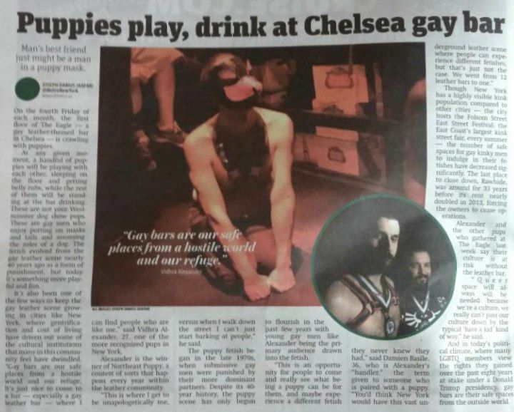 Pup Starlight, pictured in a newspaper article titled: Puppies play, drink at Chelsea gay bar